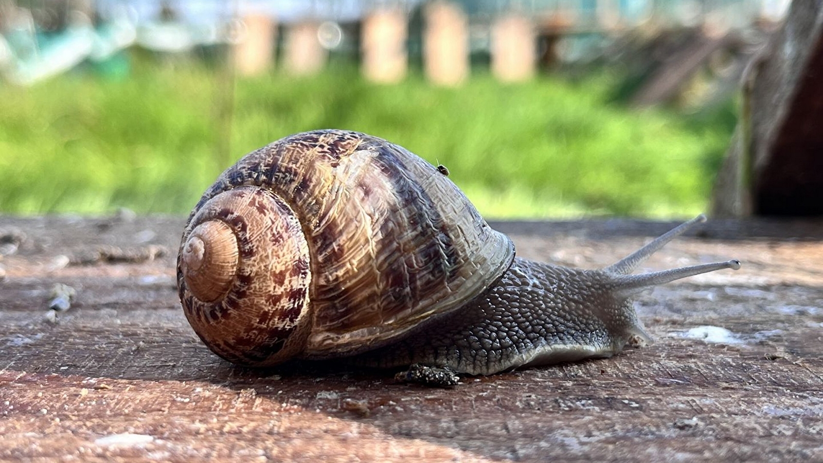 Les rendez-vous bressans : les escargots d