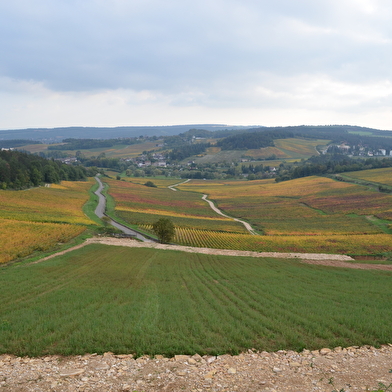 Randonnée pédestre au coeur des célèbres vignobles en Bourgogne