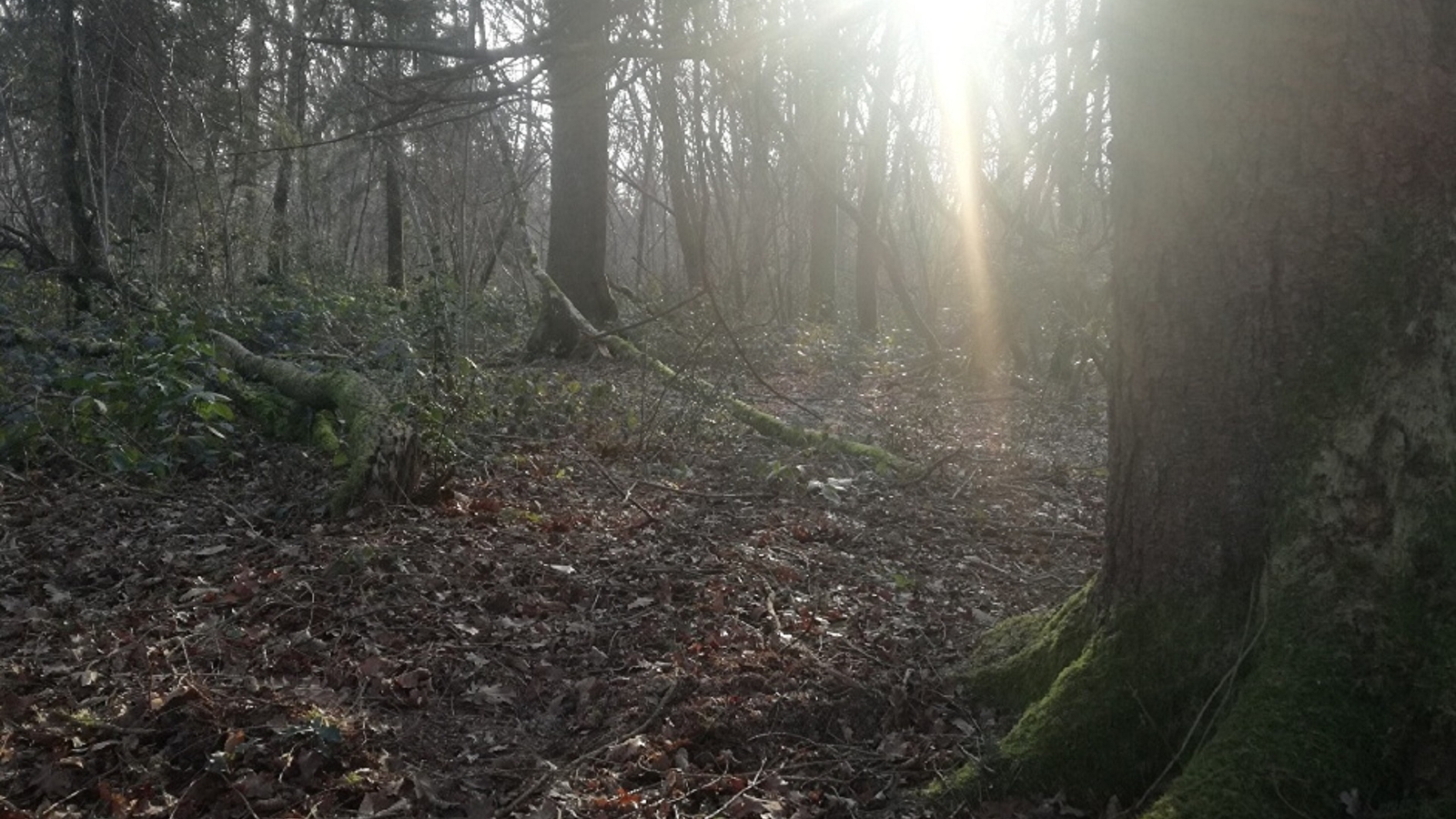 Escapades nature : Balade naturaliste à la forêt de la Genête