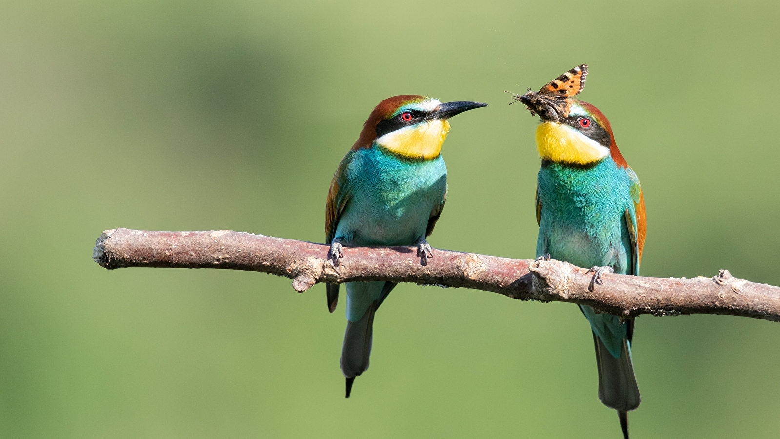 Exposition Les oiseaux une passion