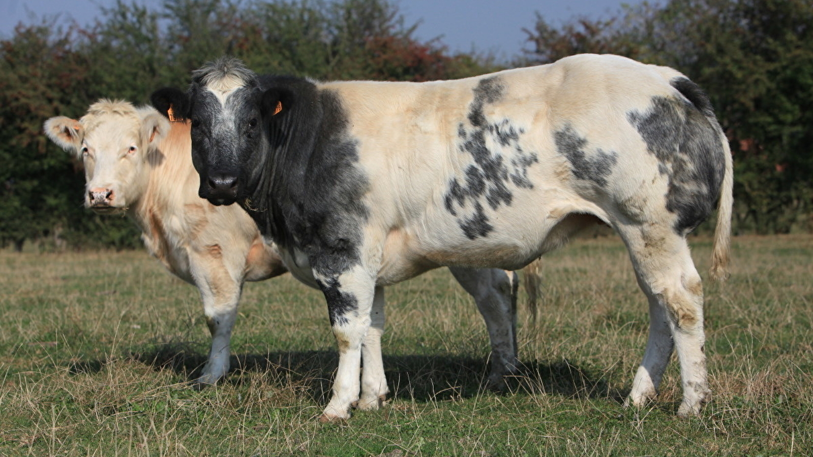 Visite de la ferme d'élevage Blanc Bleu du Morvan et Dîner à l'Auberge Gourmande