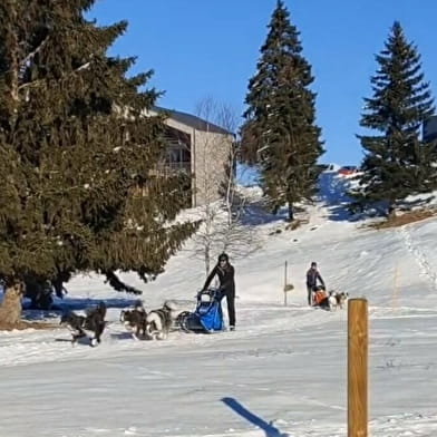 La vallée des laïkas - Chiens de traîneaux