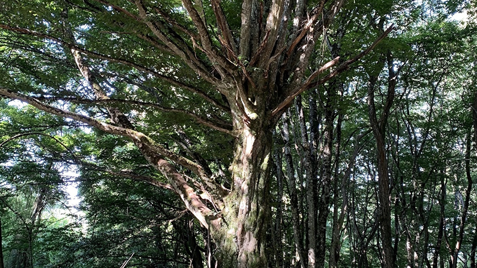 Sortie nature : Les arbres communiquent 26 février et 20 septembre 2025