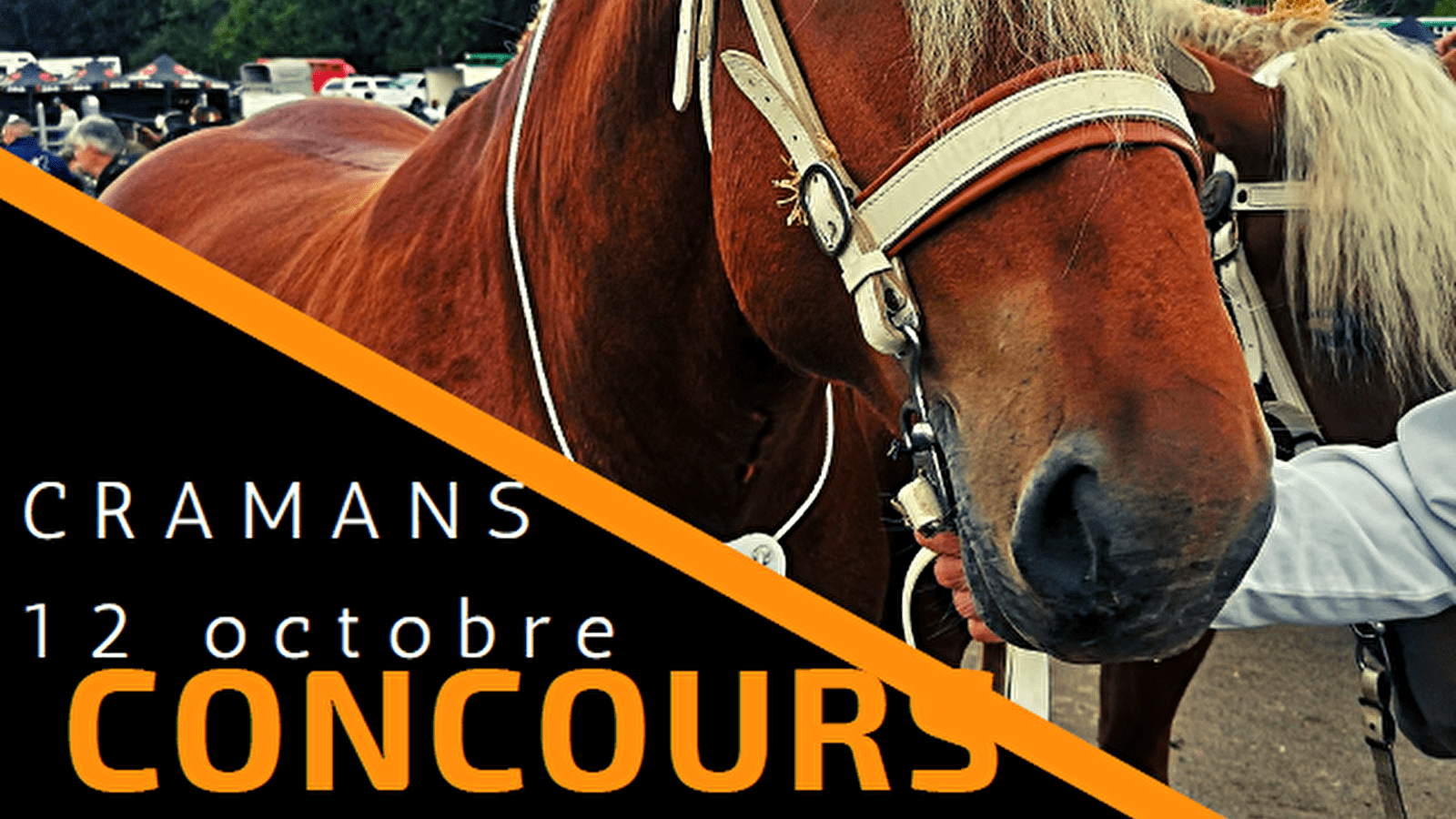 Concours d'étalons comtois