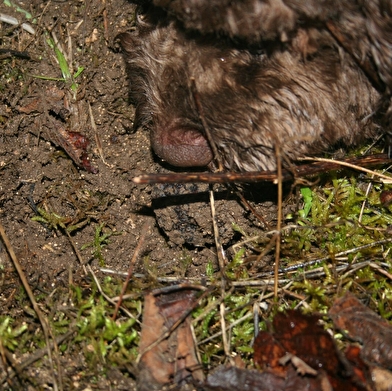 Cavage de la truffe de Bourgogne - sur réservation