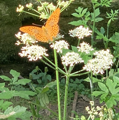 Sortie nature : Quand le vivant nous inspire : Le biomimétisme  6 juillet et 3 aout 2025