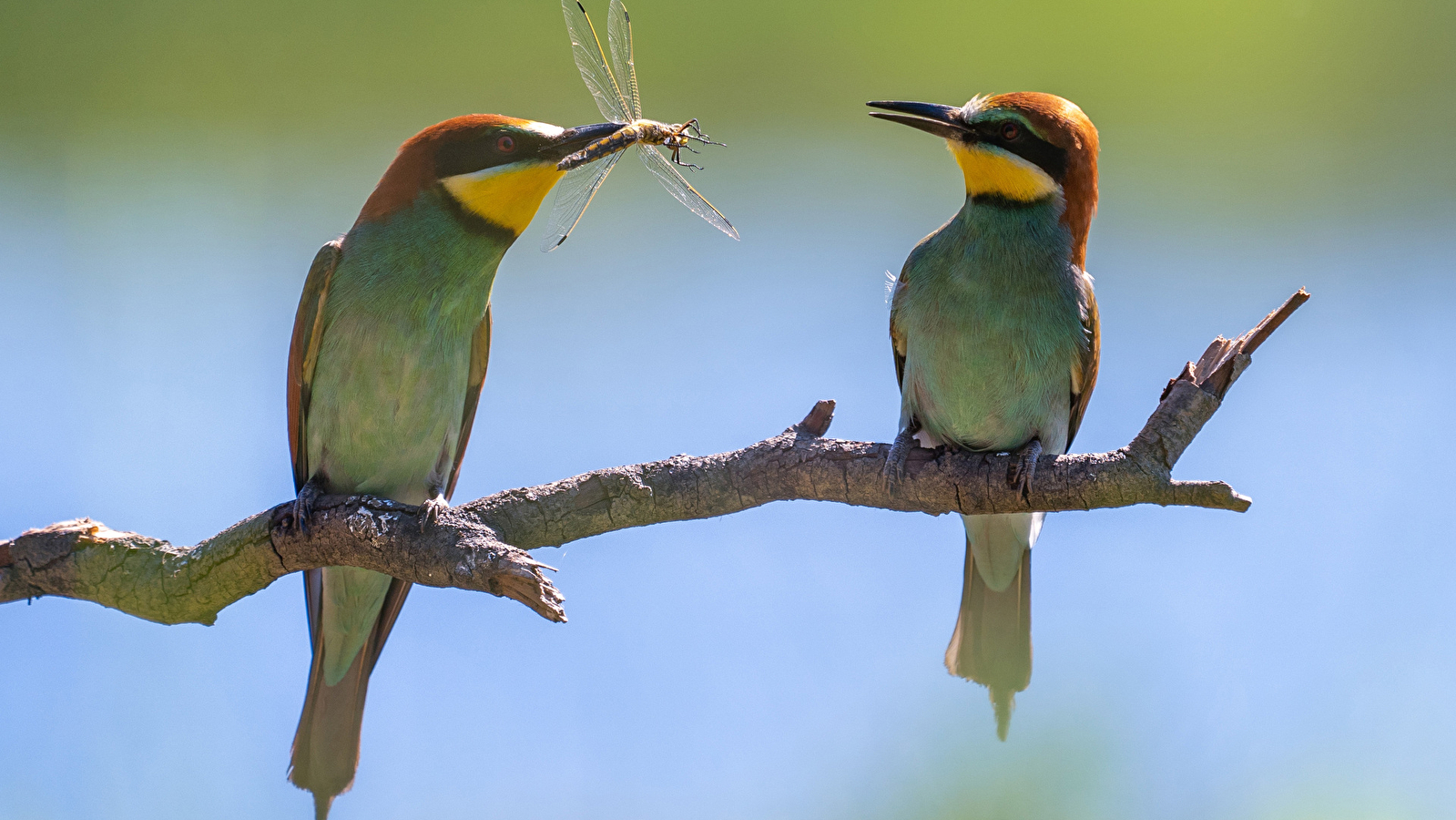 Les oiseaux au fil des saisons