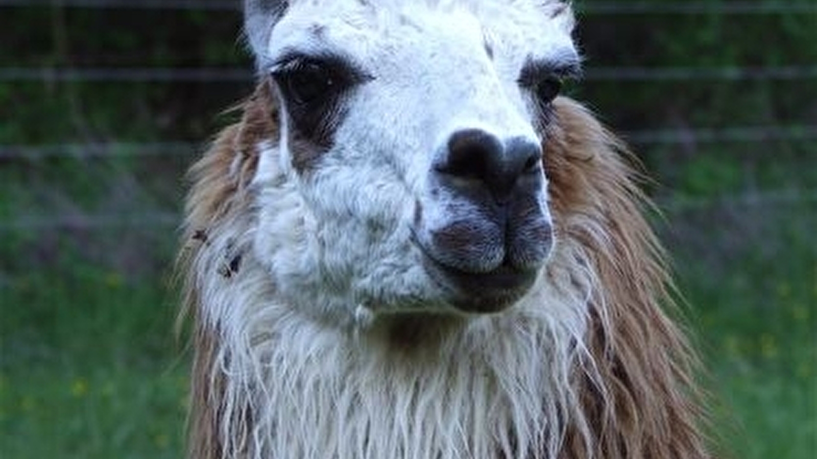 Les lamas