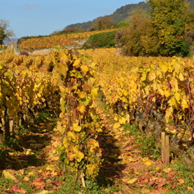 Week-end vigneron aux Tillets