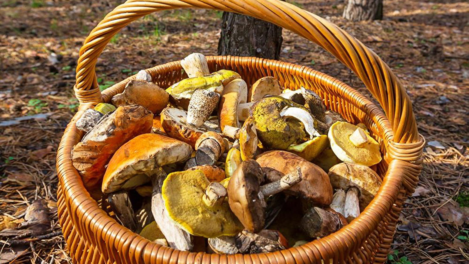 Le monde mystérieux des champignons