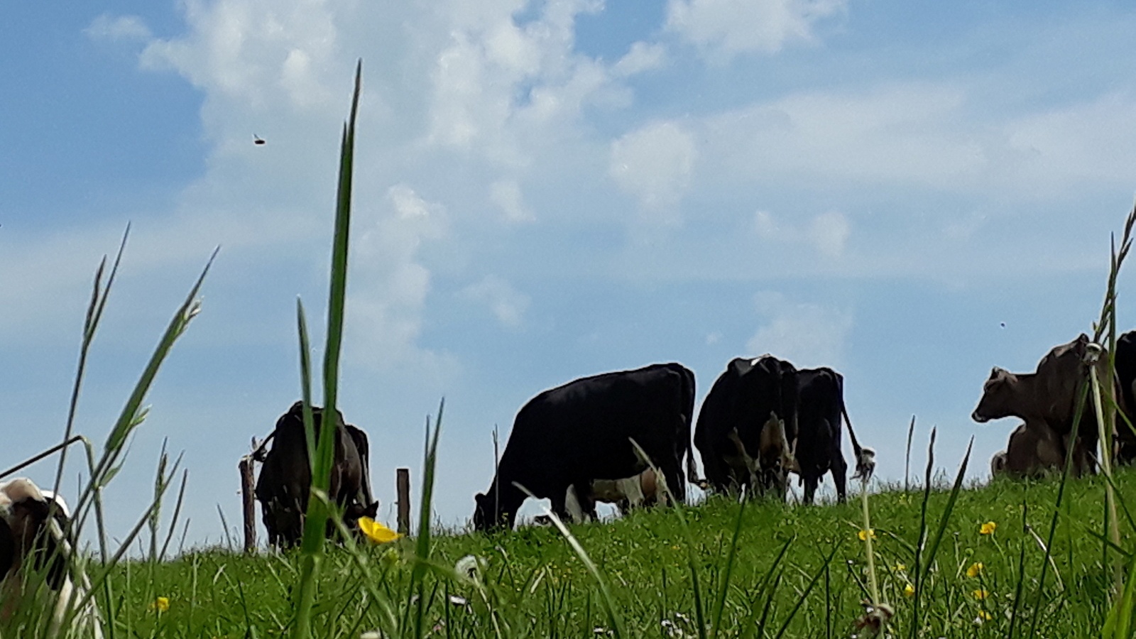 Visite de la Ferme de Neuftables