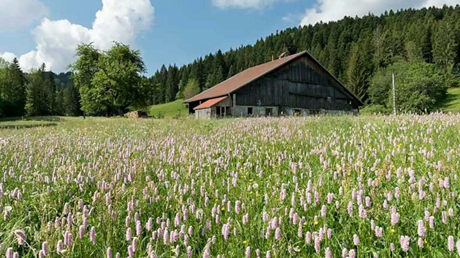 Chambre d'hôtes - La grand raie