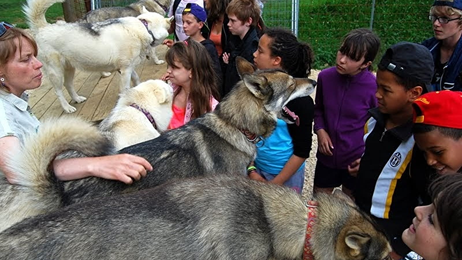 Visite de parc, Immersion avec les chiens de traineaux