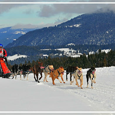 Course de chiens de traîneaux - Amarok Winter Run