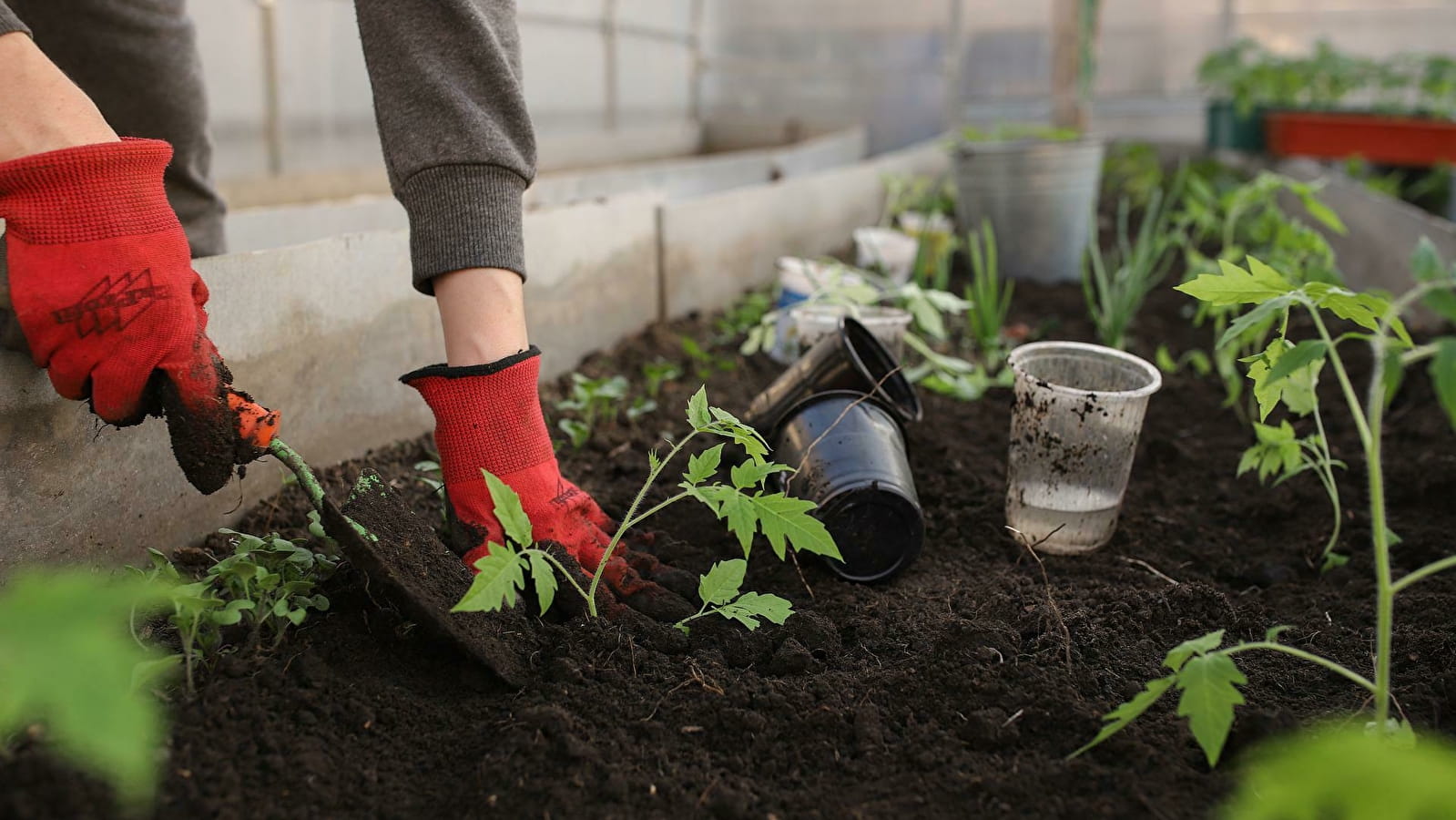 Vide jardins et troc plantes