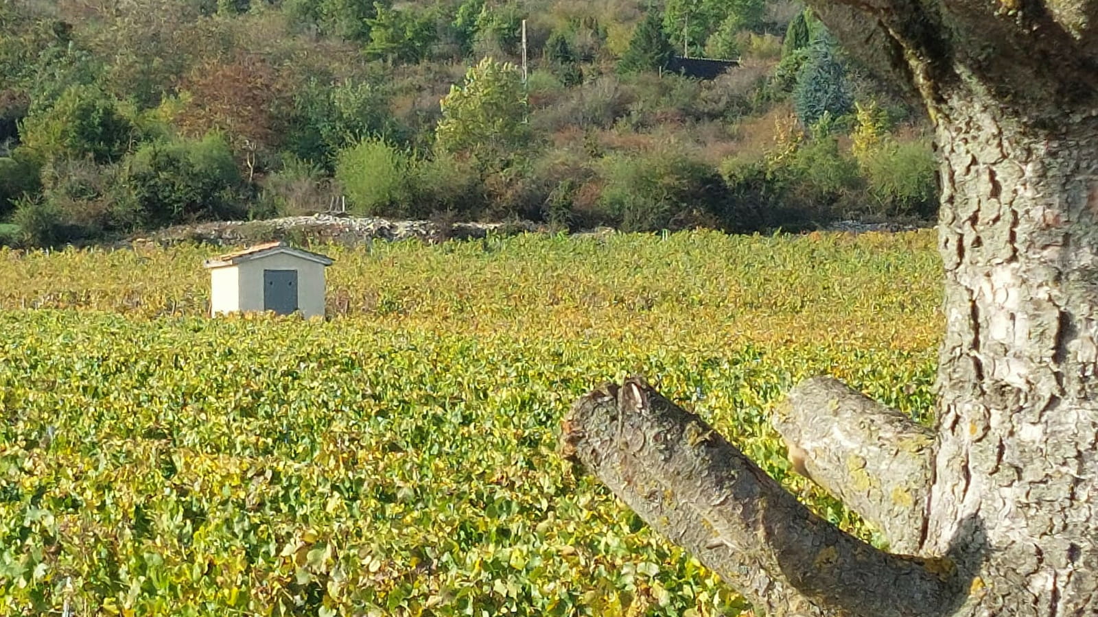 Domaine Ninot