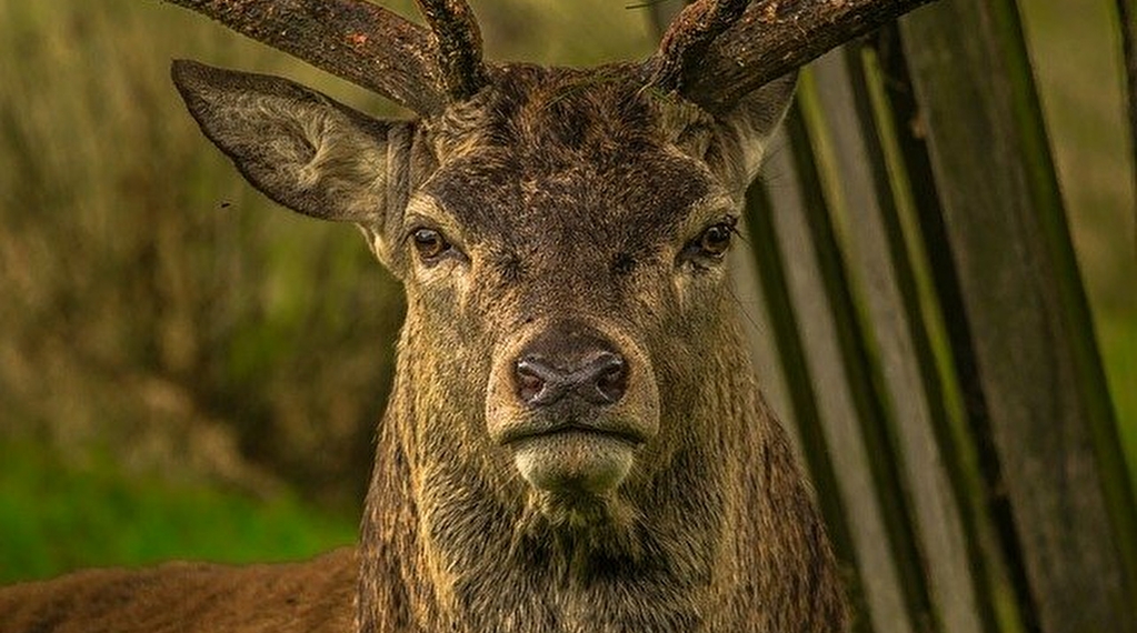 Sortie nature : A la rencontre du cerf