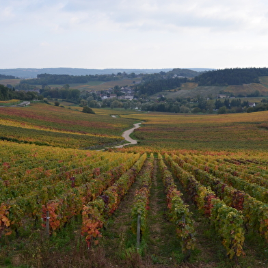 Randonnée pédestre au coeur des célèbres vignobles en Bourgogne