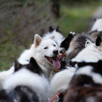 La vallée des laïkas -  Kart, Cani-Trottinette et cani-rando