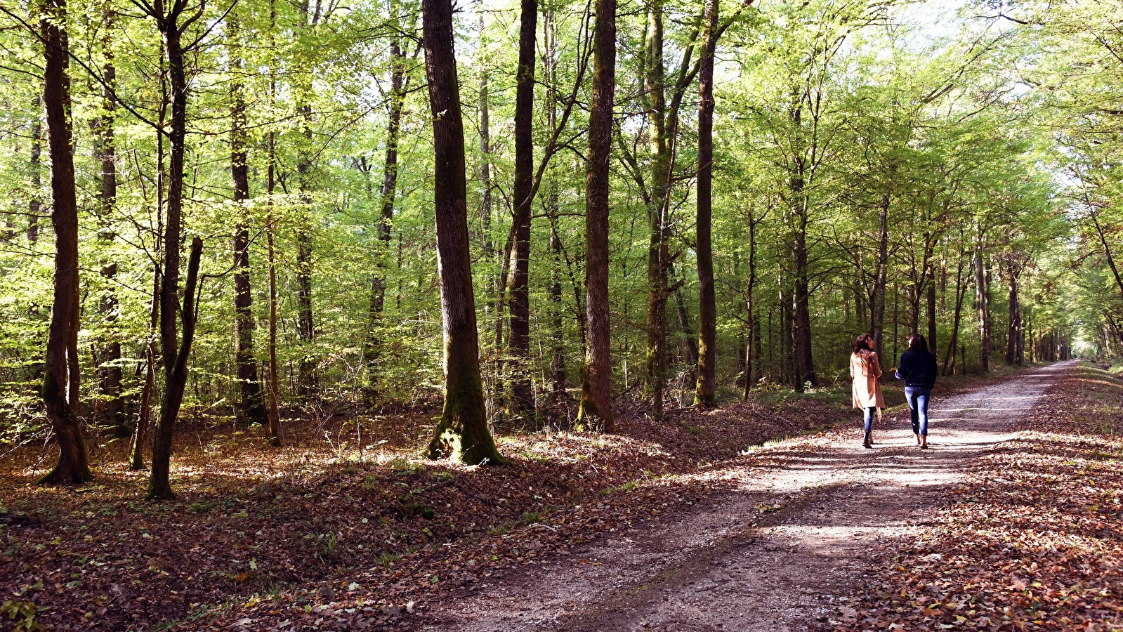 La Forêt 