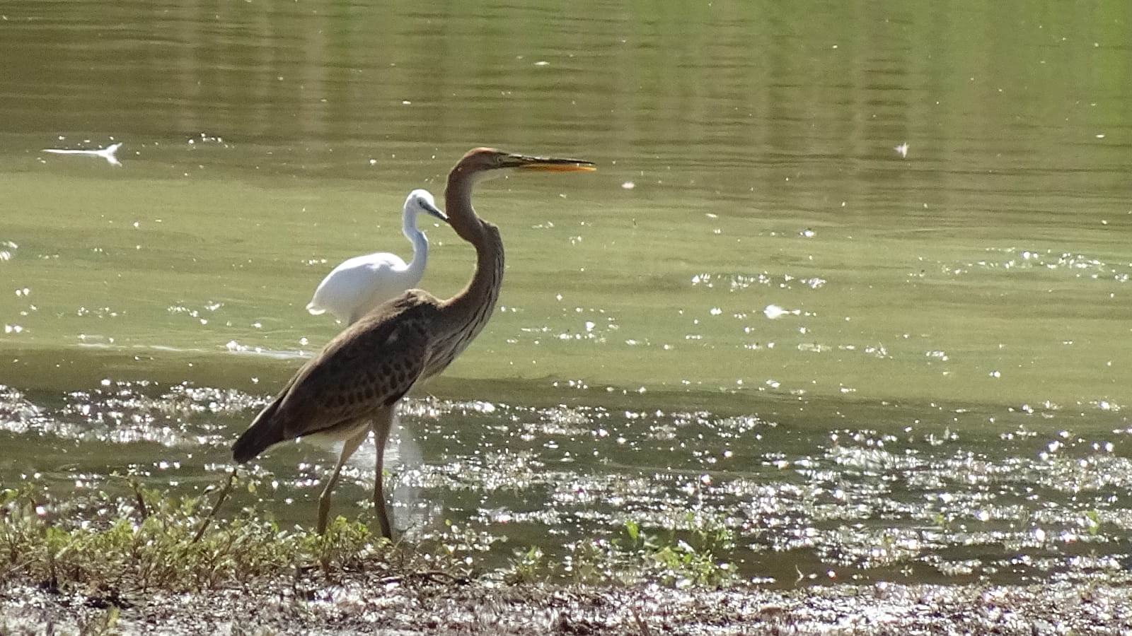 Semaine des ENS de Saône-et-Loire : l'Etang de Pontoux