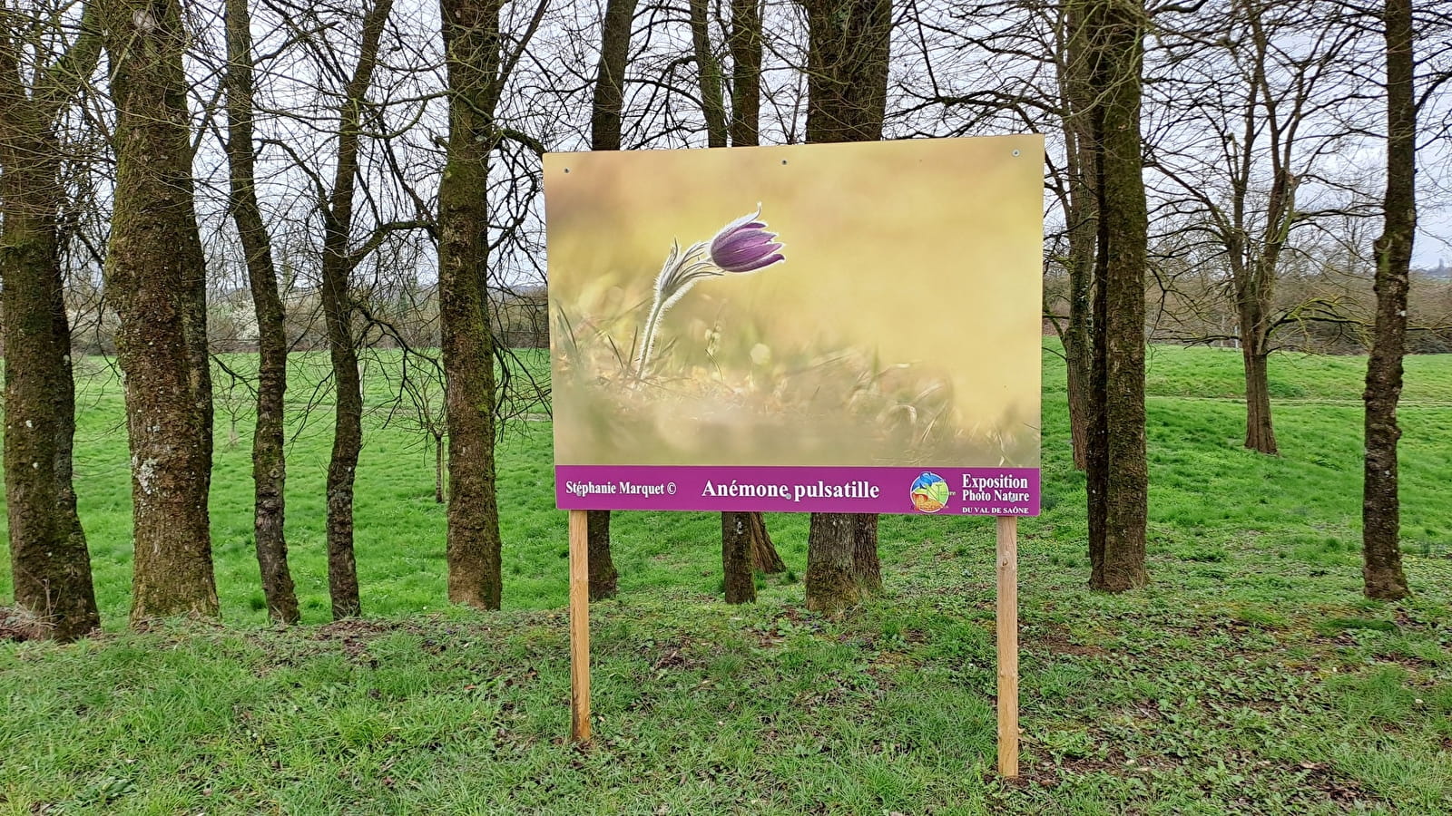 Exposition de photographies en plein air : 'Fleurs de Bourgogne'