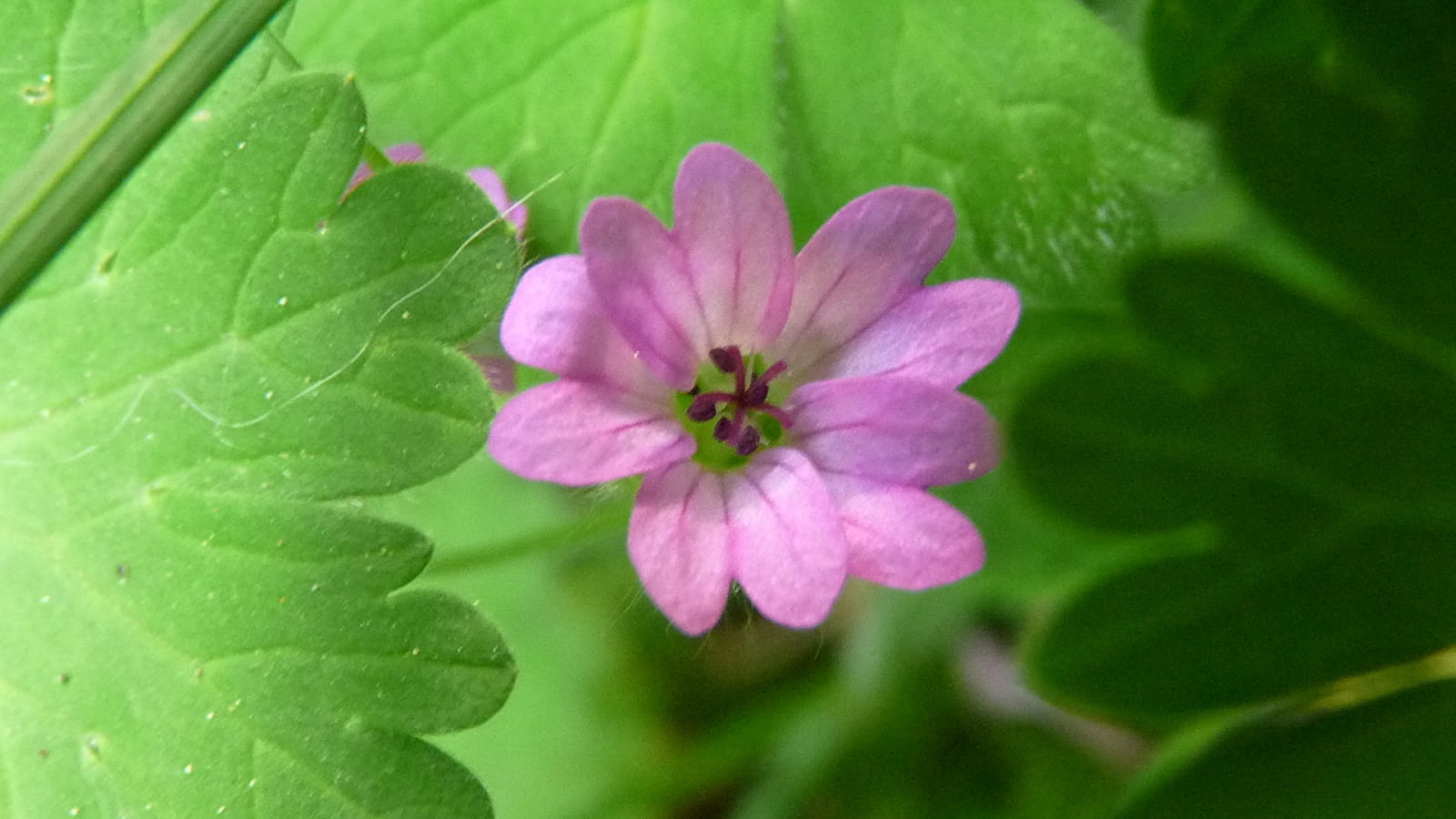 Atelier : l'apothicaire et les plantes cosmétiques 