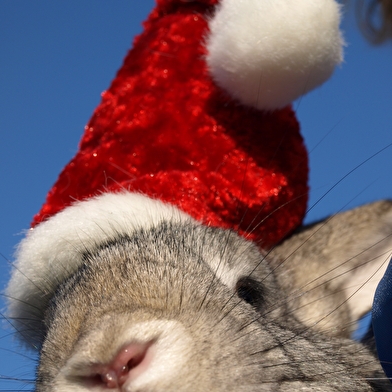 Viens fêter Noël au Moulin de Vanneau !