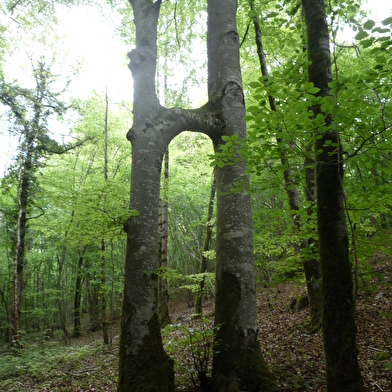 Randonnée : quel est donc cet arbre ? _ENS2024  'sur réservation'