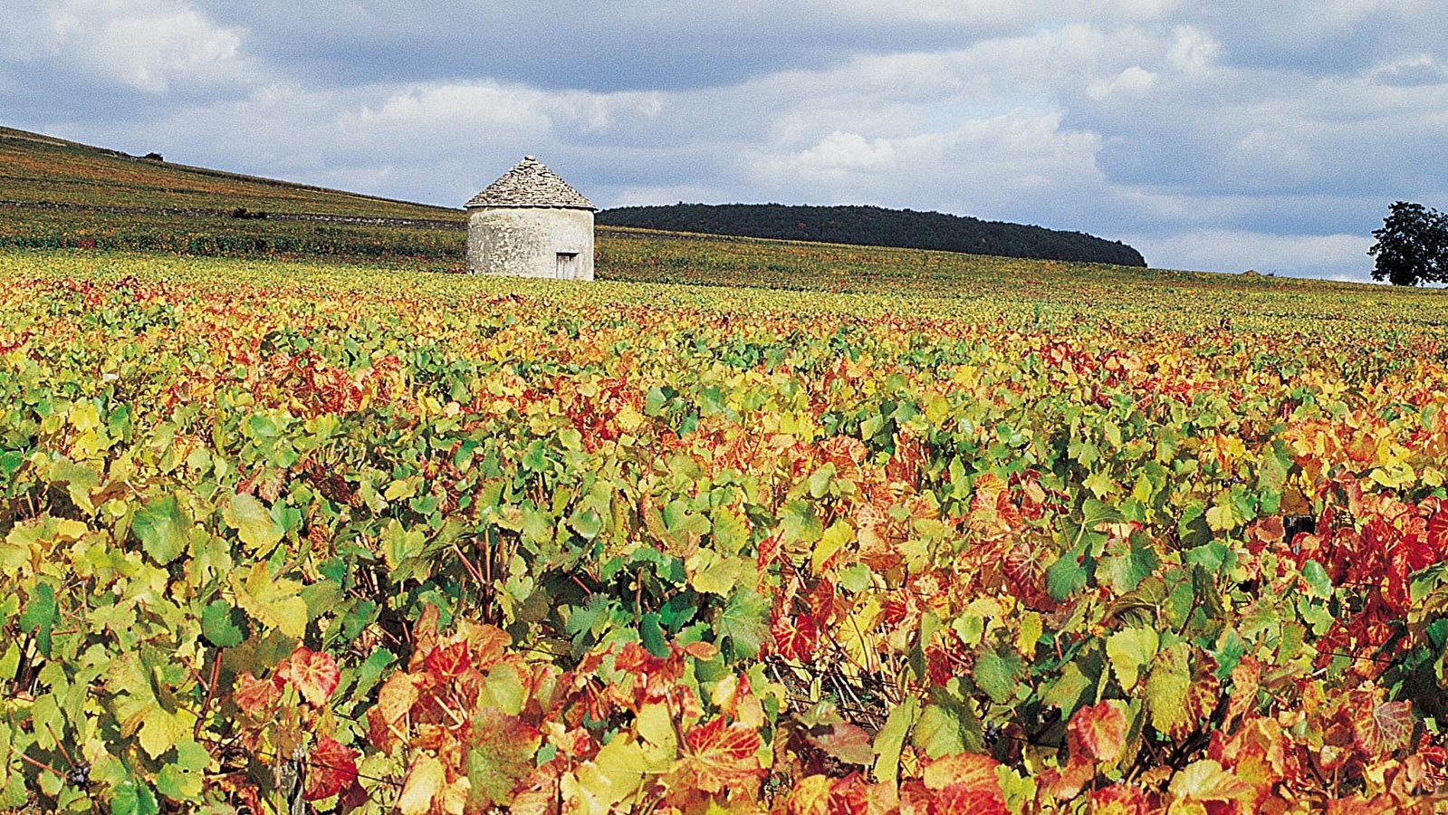 Chemin des vignes