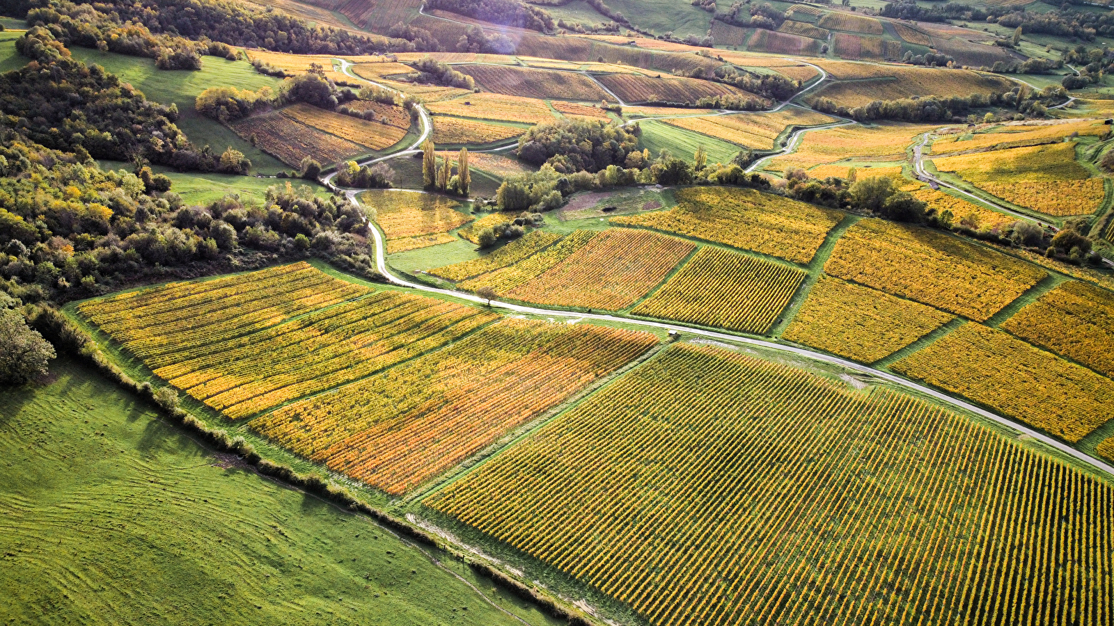 Du laboratoire au vignoble : sur les traces de Pasteur en Arbois 