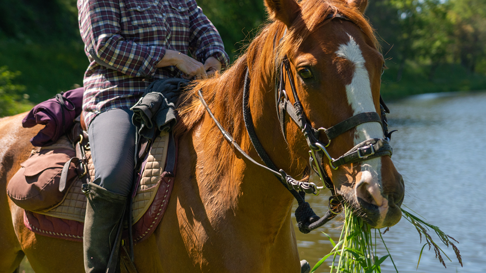 Les Chevaux du Val d'Arroux