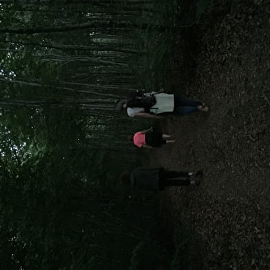 Bains de forêt nocturne