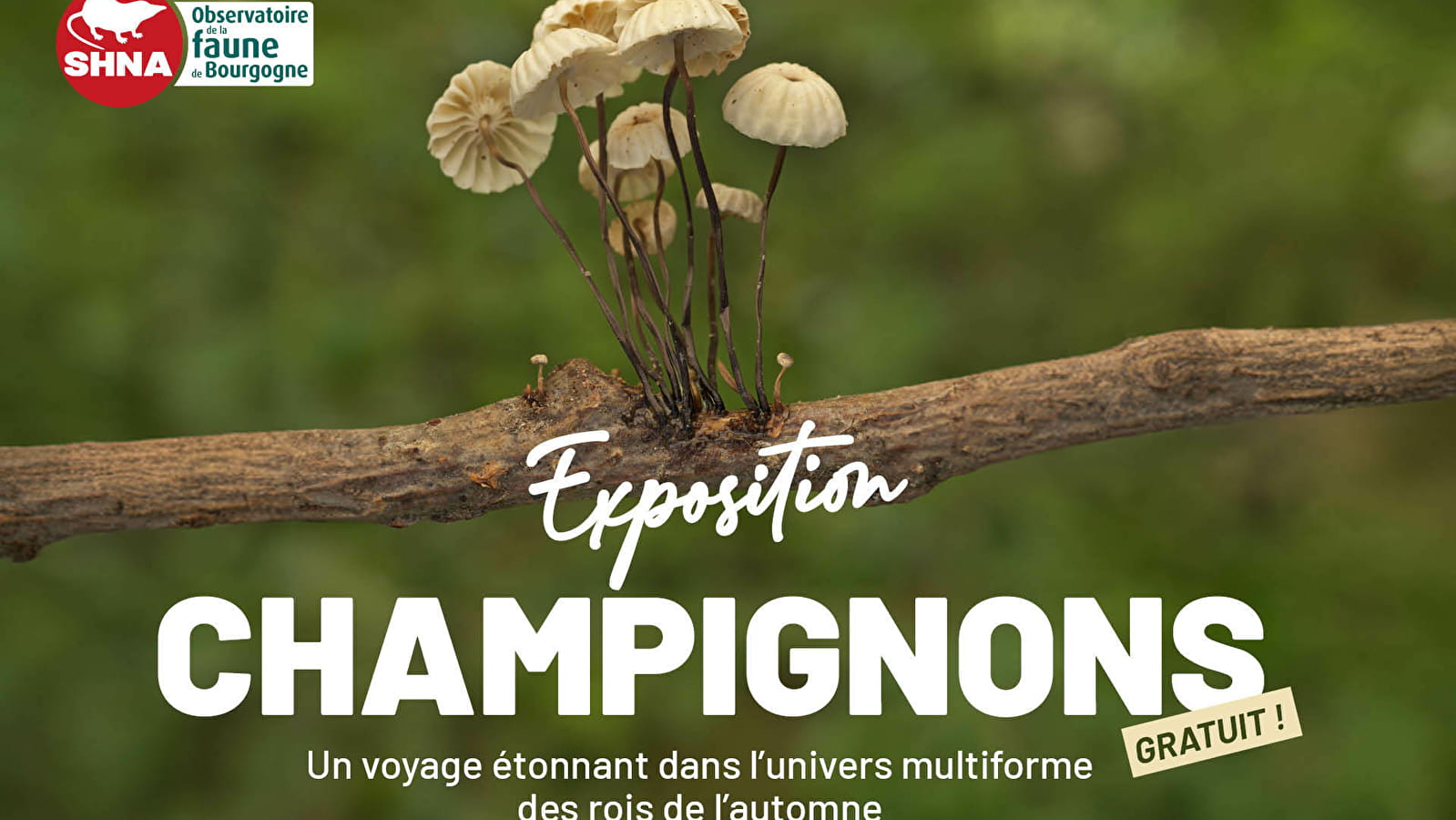 Exposition Champignons