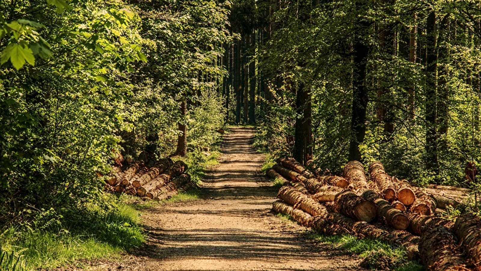 Gite au bois de Luzy 