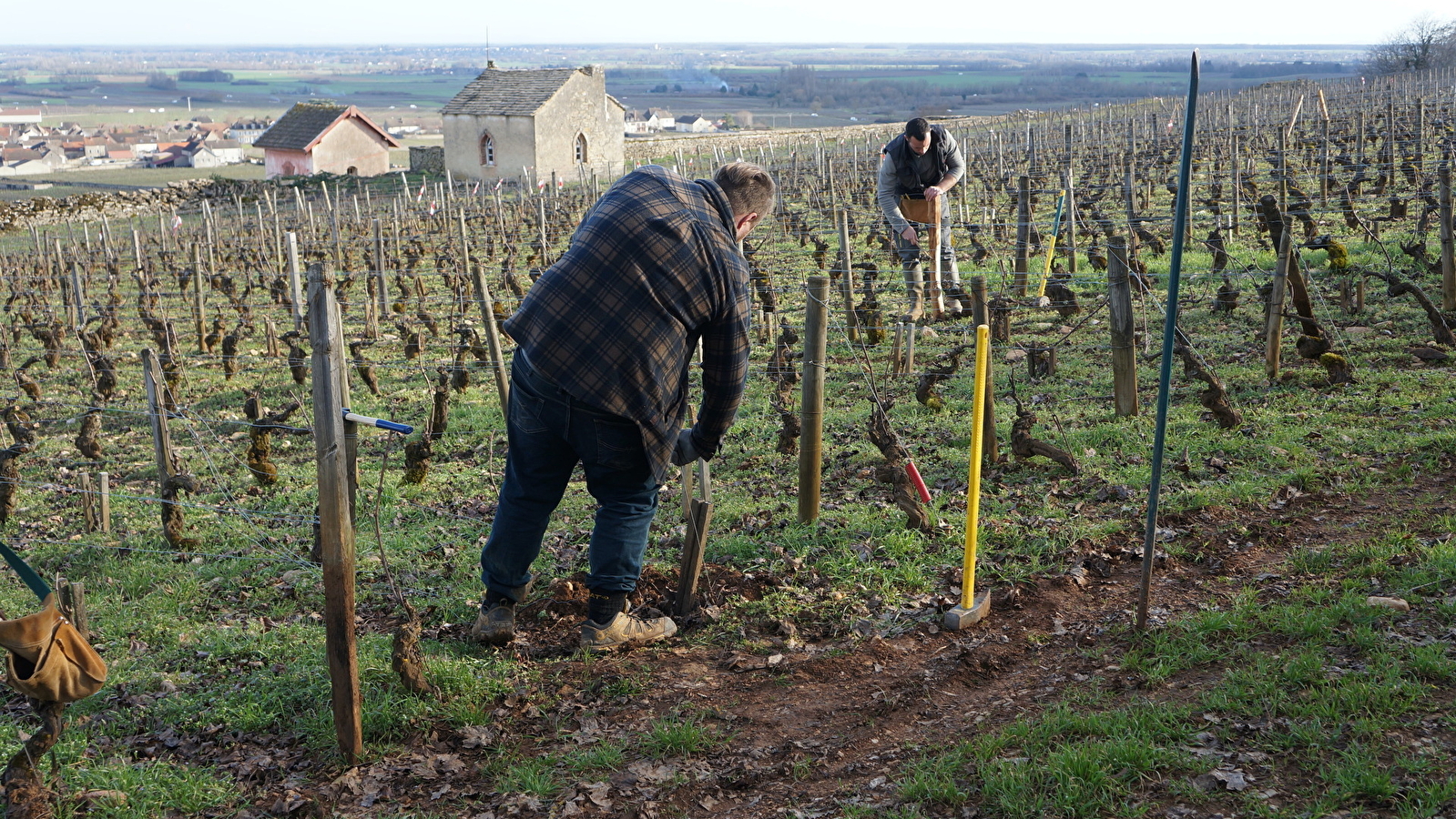 Balade viticole à Meursault : chronique d'une catastrophe annoncée, le phylloxéra