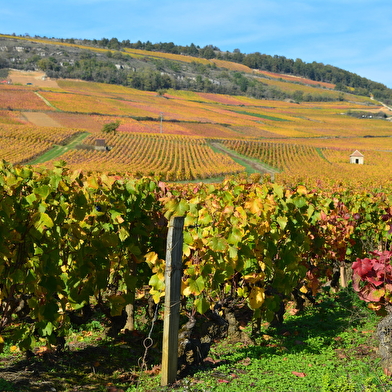 Au cœur du vignoble bourguignon et des Maranges