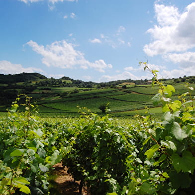 Entre vignes et roches