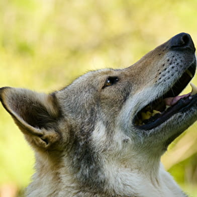 La Pyramide du Loup