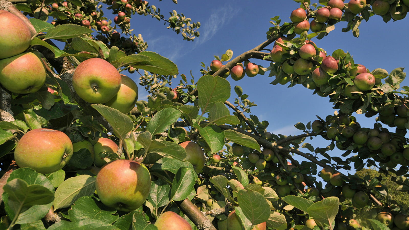 Les coulisses du pressoir à fruits