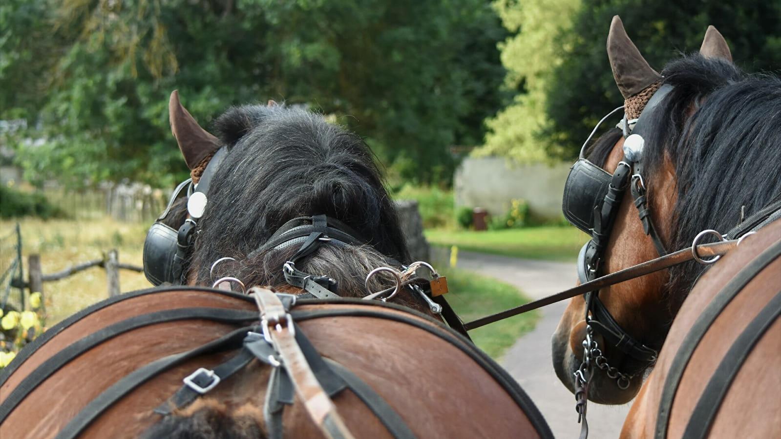 Les attelages de l'Auxois