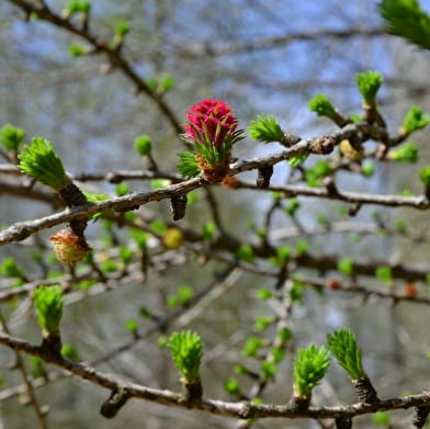 Randonnée : Les fleurs de printemps _ENS2024  'sur réservation'