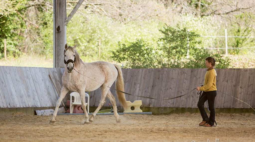 Et si nous écoutions les chevaux (stage de 2 jours dans... Du 28/8/2024 au 29/8/2025