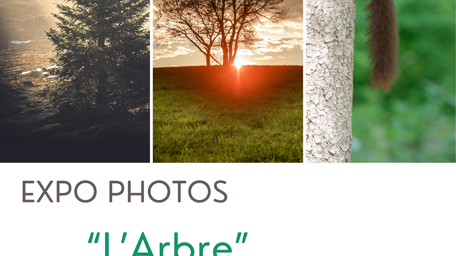 Exposition photo “L’Arbre”