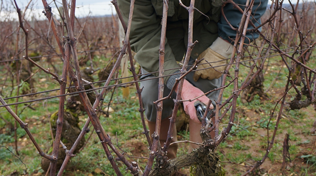 Balade viticole à Meursault : une question de taille,... Du 1/2/2025 au 31/12/2026