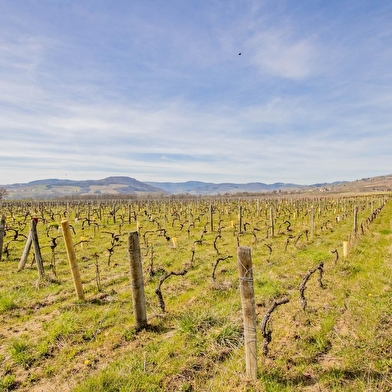 Entre Pins et Vignes