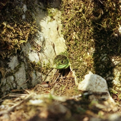 Sentier de découverte de Montgin - Les pelouses sèches de Champlitte