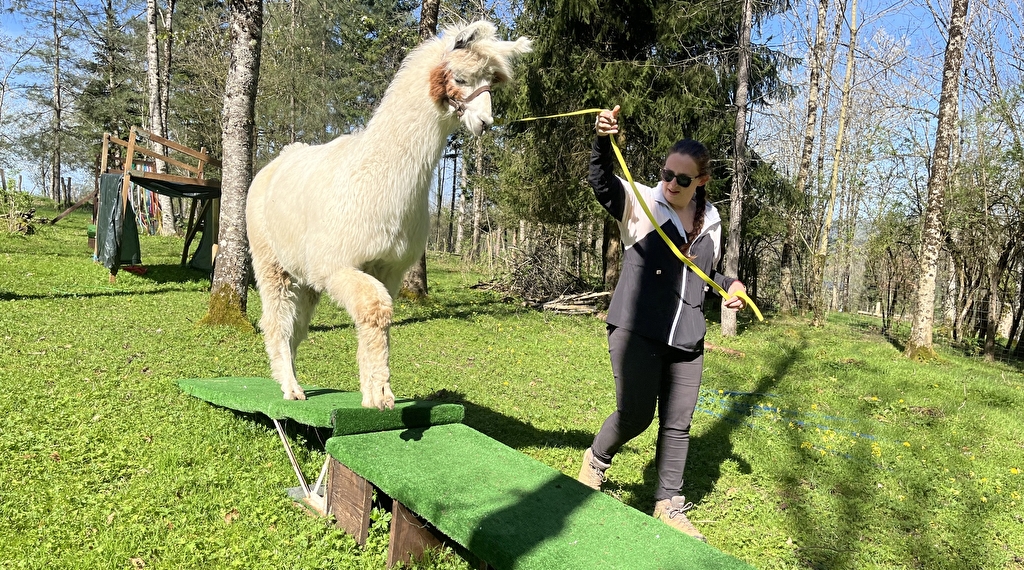 Balade avec les lamas Du 1 janv au 31 déc 2025