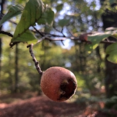 Sortie Nature : Cueillette et herborisation  lundi 21 avril 2025