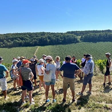 ANNULE : Fantastic Picnic Gastronomique dans les Vignes